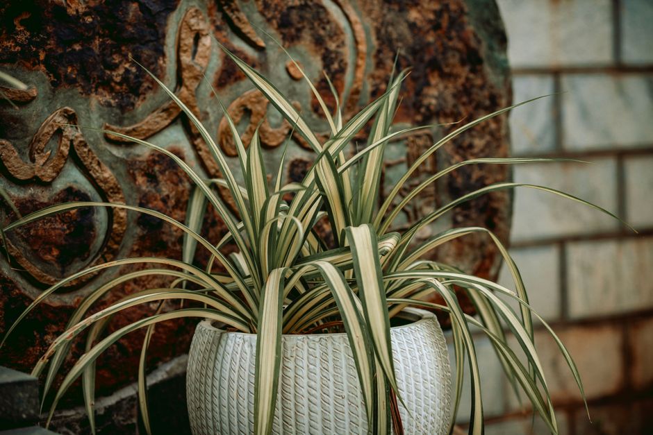Elegante gouden plantenbak in moderne woonkamer. Elegante gouden plantenbak in moderne woonkamer.